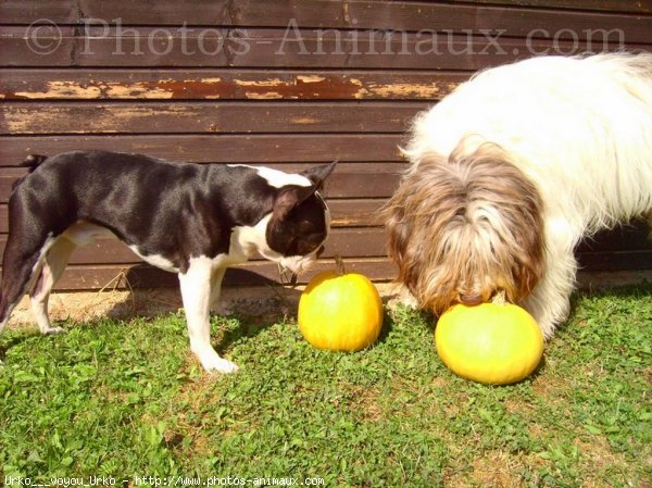 Photo de Boston terrier