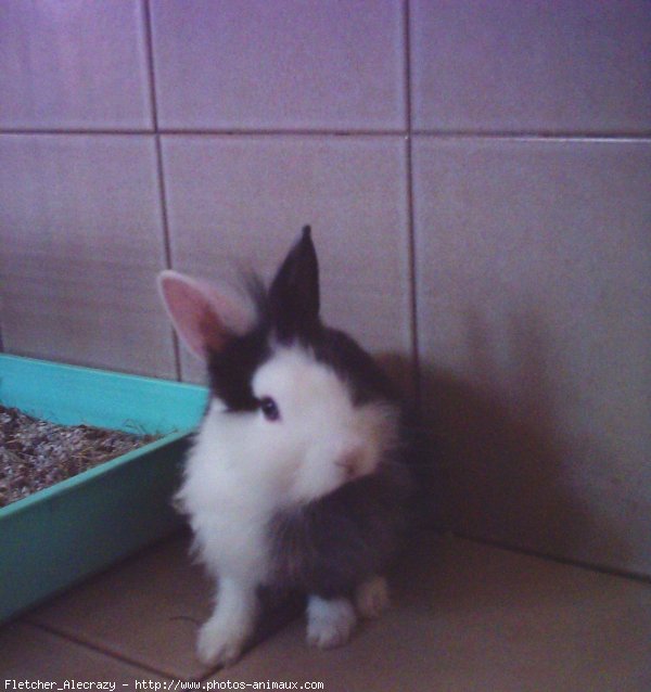 Photo de Lapin