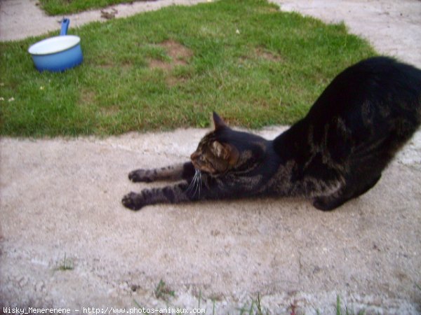 Photo de Chat domestique