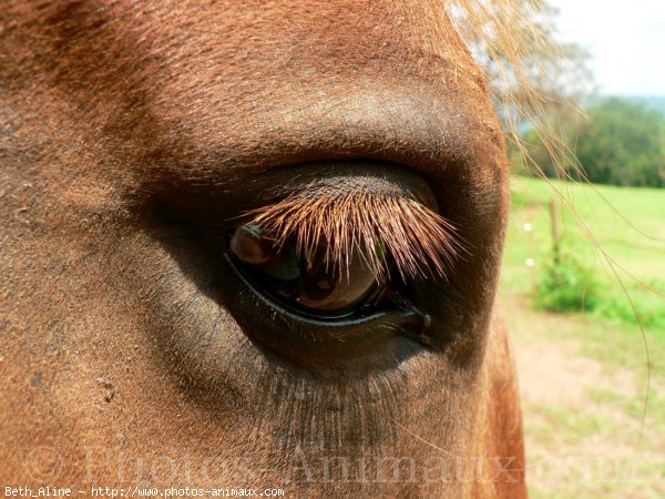 Photo de Races diffrentes