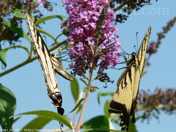 Photo de Papillon