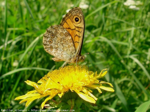 Photo de Papillon