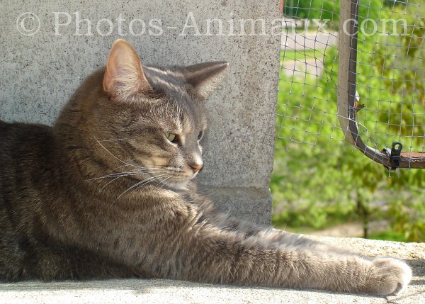 Photo de Chat domestique