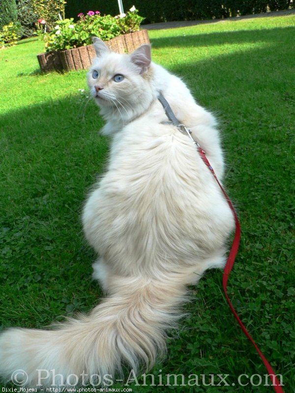 Photo de Ragdoll