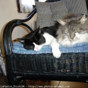 Photo de Chat domestique