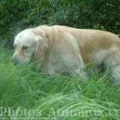 Photo de Golden retriever