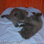 Photo de Chartreux