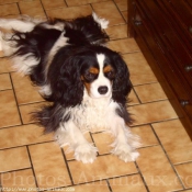 Photo de Cavalier king charles spaniel