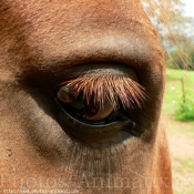 Photo de Races diffrentes