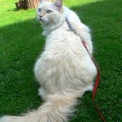 Photo de Ragdoll