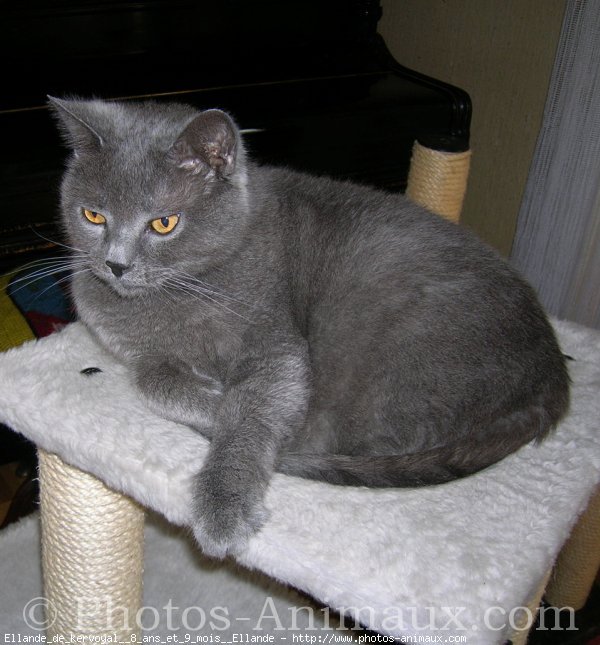 Photo de Chartreux