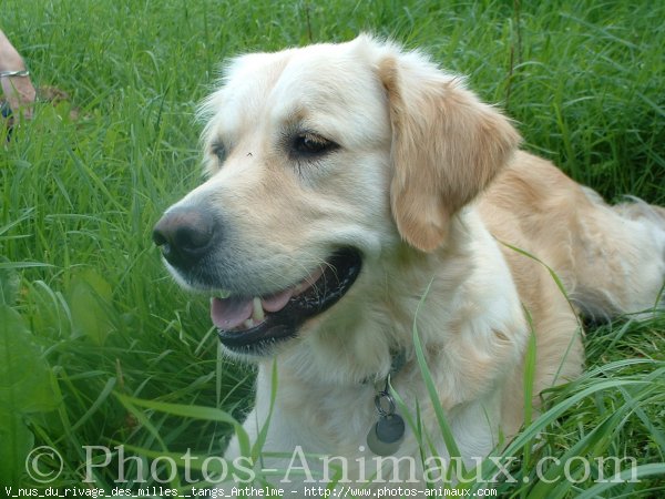 Photo de Golden retriever