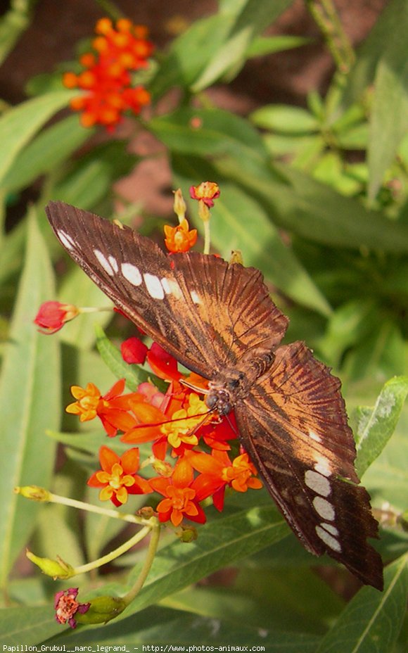 Photo de Papillon