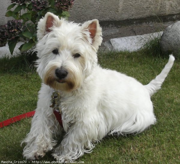 Photo de West highland white terrier