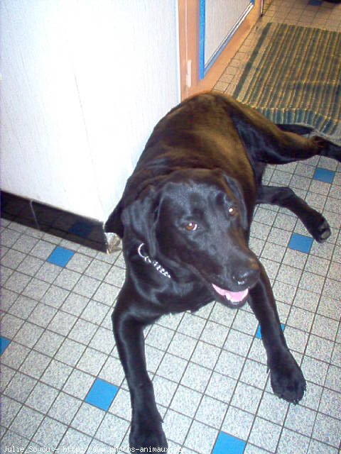 Photo de Labrador retriever