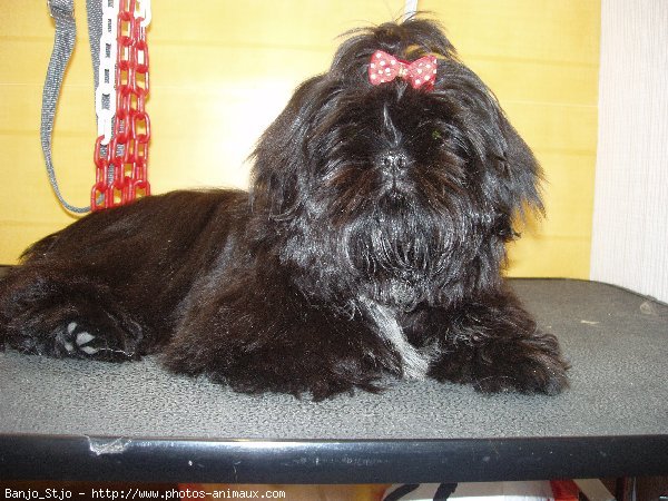 Photo de Shih tzu