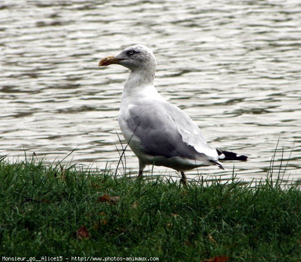 Photo de Goeland