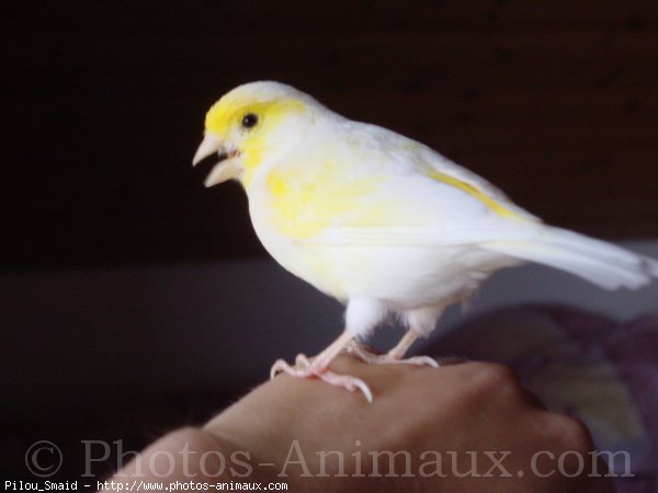 Photo de Canari