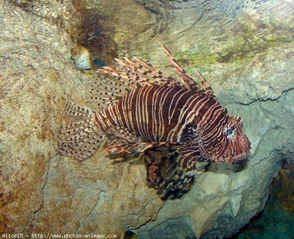 Photo de Poissons exotiques