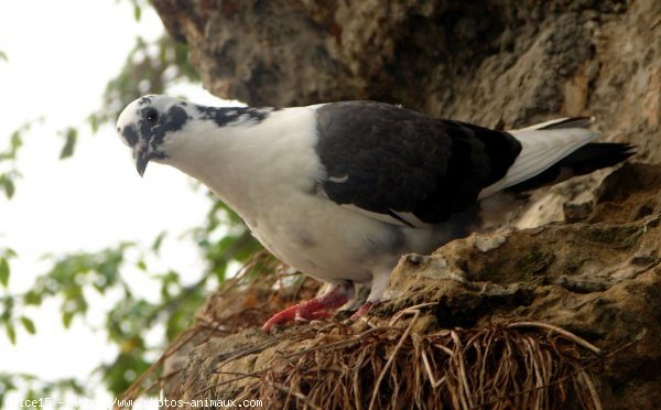 Photo de Pigeon