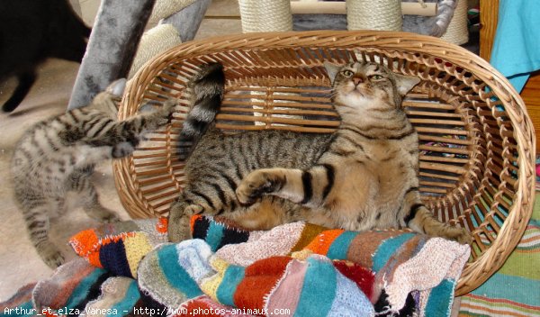 Photo de Croisement