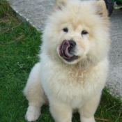 Photo de Chow chow