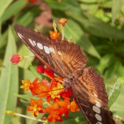 Photo de Papillon