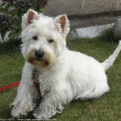 Photo de West highland white terrier