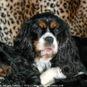 Photo de Cavalier king charles spaniel