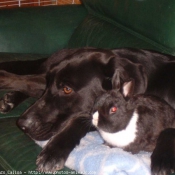 Photo de Labrador retriever