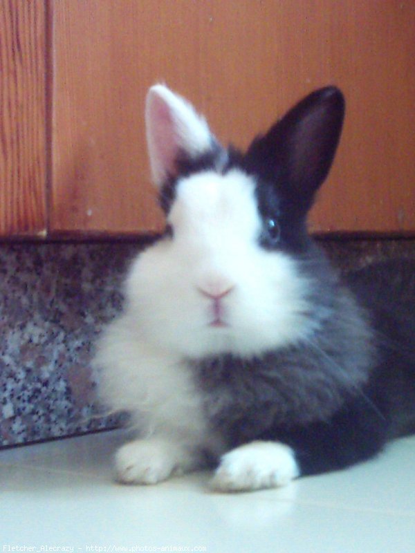 Photo de Lapin