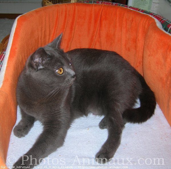 Photo de Chartreux