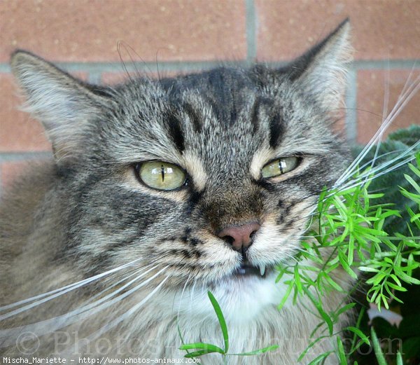 Photo de Chat domestique