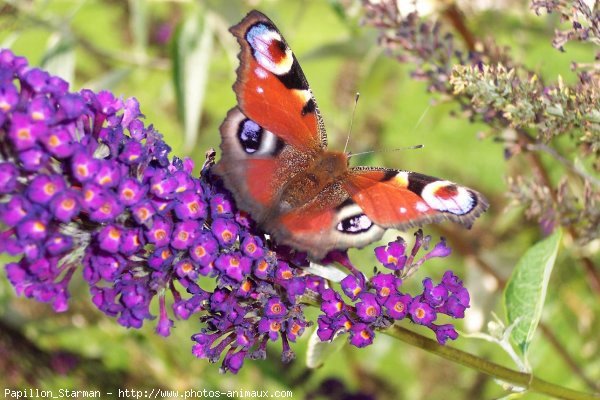 Photo de Papillon