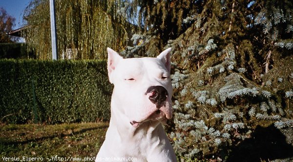 Photo de Dogue argentin