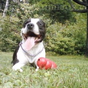 Photo d'American staffordshire terrier