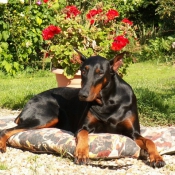 Photo de Dobermann