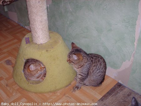 Photo de British shorthair