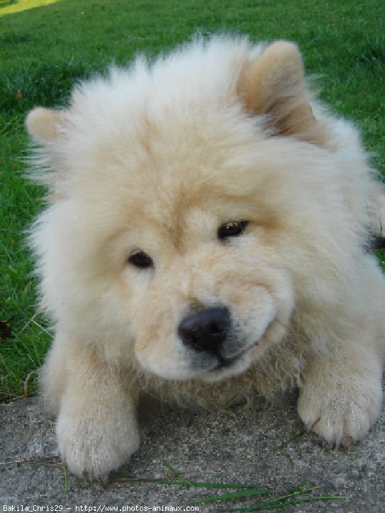 Photo de Chow chow