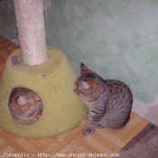 Photo de British shorthair