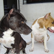 Photo d'American staffordshire terrier