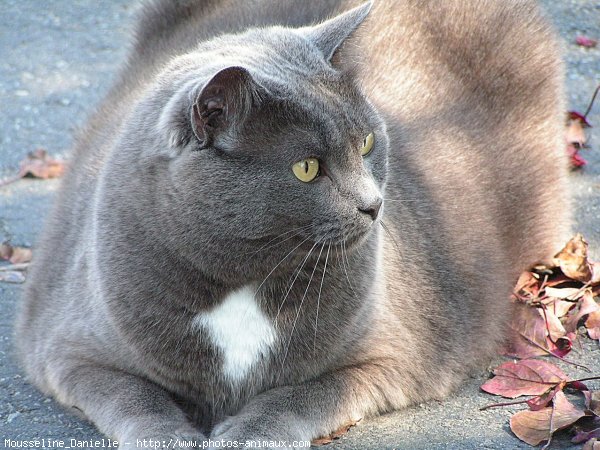 Photo de Chat domestique