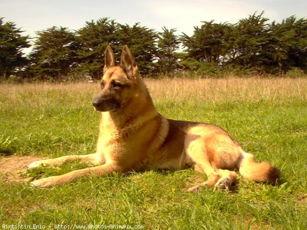 Photo de Berger allemand  poil court