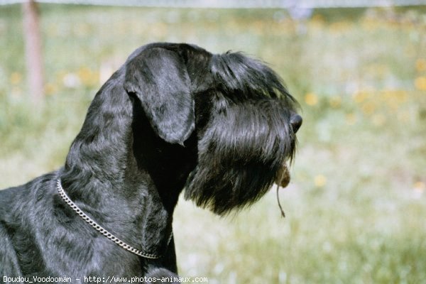 Photo de Schnauzer gant