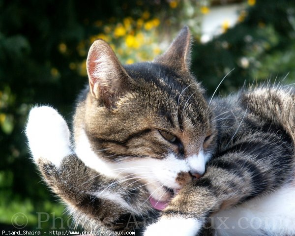 Photo de Chat domestique