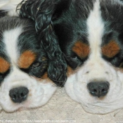 Photo de Cavalier king charles spaniel