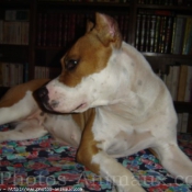 Photo d'American staffordshire terrier