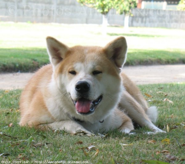 Photo d'Akita inu