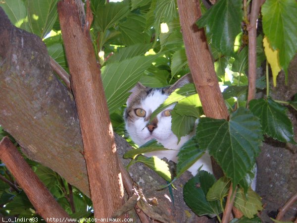 Photo de Chat domestique