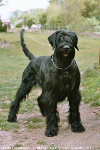 Photo de Schnauzer gant